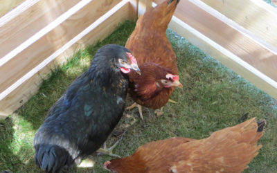 Opération “Poule Belle la Vie” – INSCRIPTIONS CLOSES